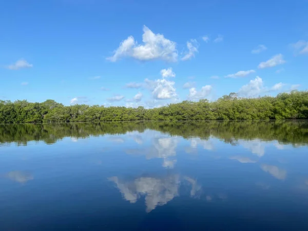 Mangroven Blauwe Lucht Bij Ding Darling National Wildlife Refuge — Stockfoto