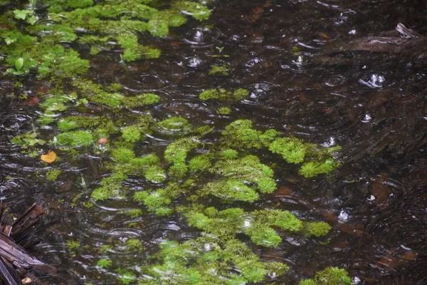 Lluvia Fresca Salpicando Agua Del Pantano — Foto de Stock
