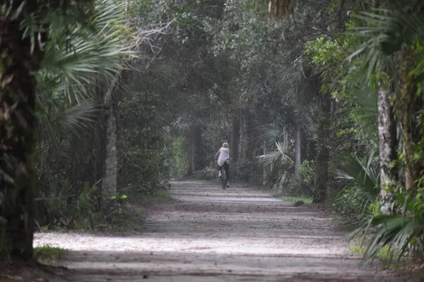 Lluvia Truenos Verano Los Pantanos Húmedos Florida —  Fotos de Stock