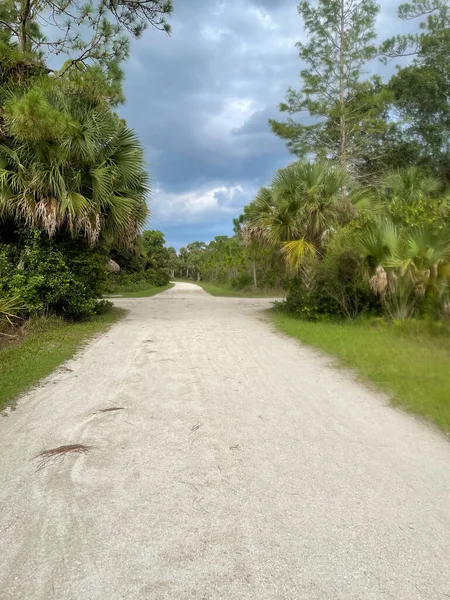 Summer Thunder Shower Wetland Swamps Florida — Stock Photo, Image