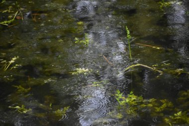 Taze yağmur sulak alanlardaki nehre sıçrıyor.