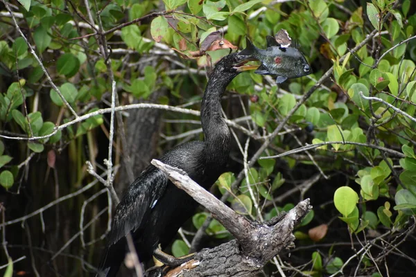 Anhinga Bije Ryby Větvi Aby Zbavila Zobáku Snědla — Stock fotografie