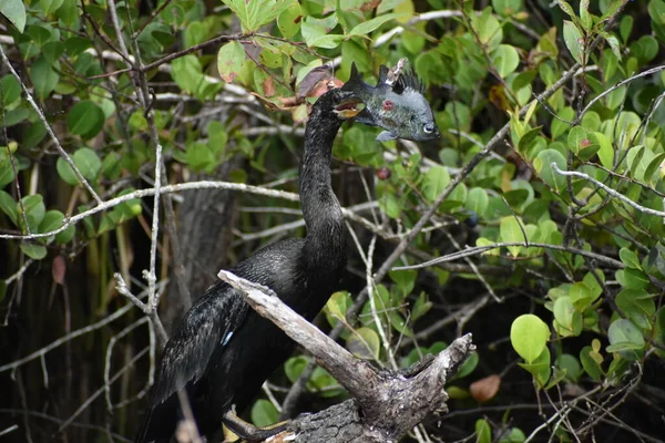 Anhinga Golpea Los Peces Una Rama Para Desalojarlo Pico Comerlo — Foto de Stock