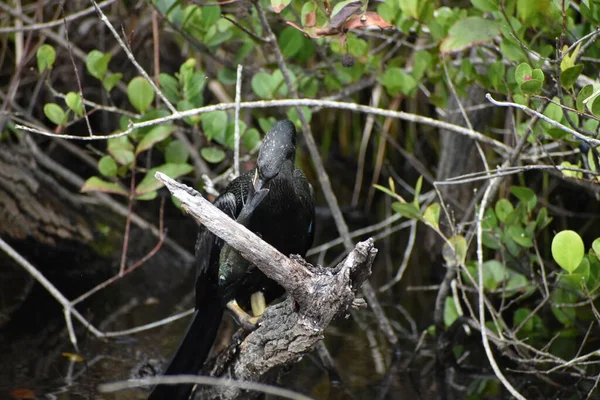 Anhinga Verslaat Vis Een Tak Hem Van Bek Halen Eten — Stockfoto