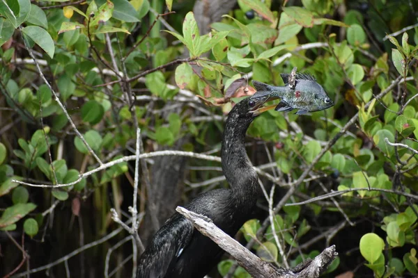 Anhinga Verslaat Vis Een Tak Hem Van Bek Halen Eten — Stockfoto