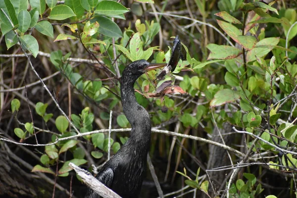 Anhinga Verslaat Vis Een Tak Hem Van Bek Halen Eten — Stockfoto