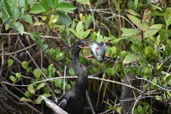 Anhinga Verslaat Vis Een Tak Hem Van Bek Halen Eten — Stockfoto