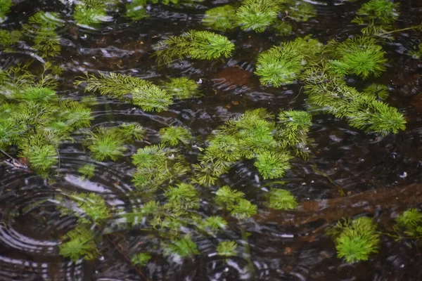 Chuva Fresca Salpicando Água Bayou — Fotografia de Stock