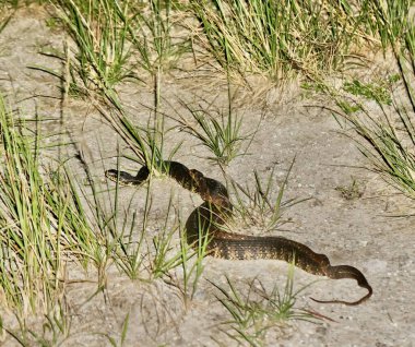 Su yılanları çimenlerde çiftleşir.