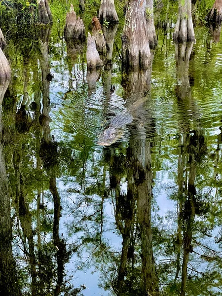 Grote Alligator Jaagt Prooi Het Moeras — Stockfoto