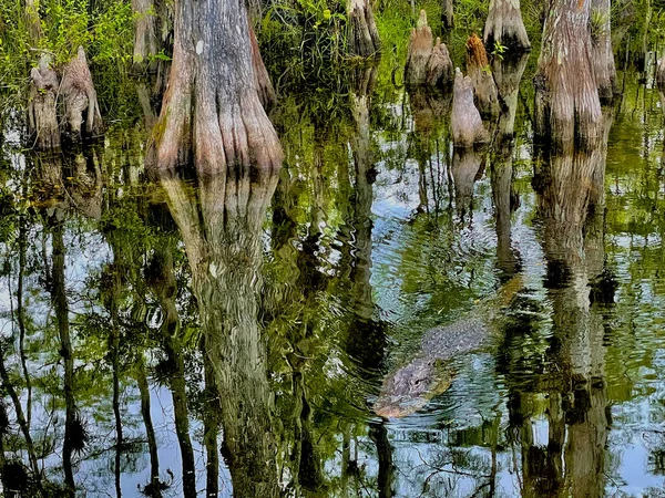 Stora Alligatorjakter Efter Byten Träsket — Stockfoto