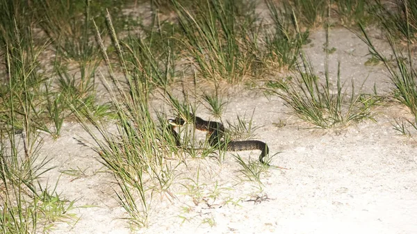 Węże Wodne Kryjące Się Trawie — Zdjęcie stockowe