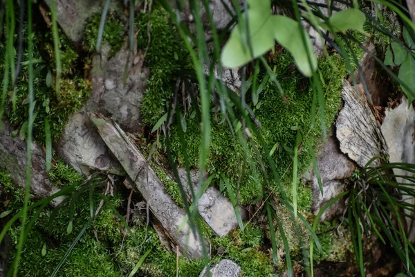 Casca Árvore Musgosa Verde Grama — Fotografia de Stock