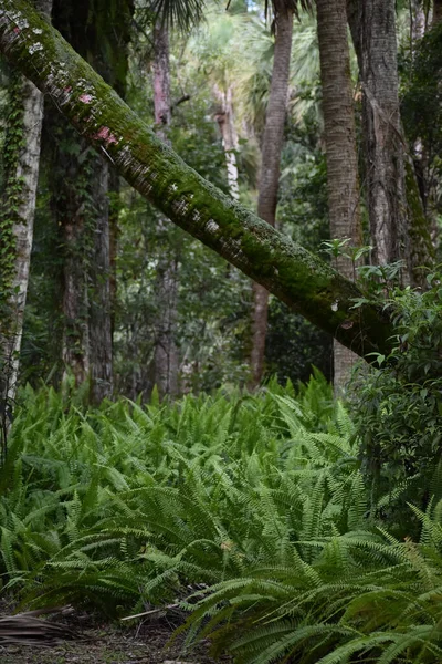 Зелені Зарості Папороті Тлі Лісу — стокове фото
