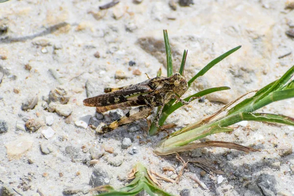 Chortophaga Viridifasciata Aka Green Striped Grasshopper Flórida — Fotografia de Stock