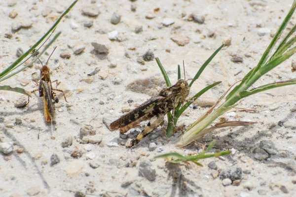Chortophaga Viridifasciata Aka Green Striped Grasshopper Flórida — Fotografia de Stock