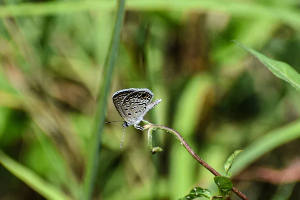 Papillon Bleu Gris Sur Herbe — Photo