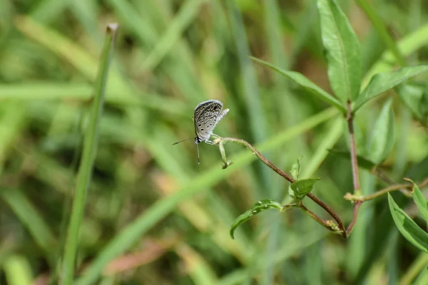 Blauer Und Grauer Schmetterling Auf Gras — Stockfoto