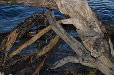 Fırtına bulutları Collier-Seminole Eyalet Parkı 'nın rıhtımındaki sakin sulara yansıyor..