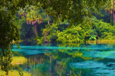 Rainbow Springs Eyalet Parkı 'nda güzel doğa, Dunnellon, FL, ABD
