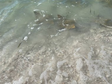 Florida, Sanibel Adası 'nda vatoz ateşi (inek burun ışınları)
