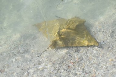 Florida, Sanibel Adası 'nda vatoz ateşi (inek burun ışınları)