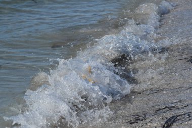 Florida, Sanibel Adası 'nda vatoz ateşi (inek burun ışınları)