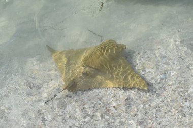 Florida, Sanibel Adası 'nda vatoz ateşi (inek burun ışınları)