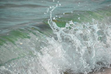 Florida, Sanibel Adası 'nda vatoz ateşi (inek burun ışınları)