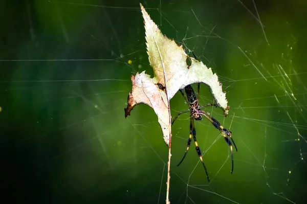 Zlatý Hedvábný Pavouk Alias Trichonephila Clavipes Budující Pavučinu — Stock fotografie