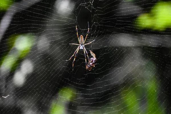 Guld Silke Spindel Aka Trichonephila Klavipes Bygga Ett Nät — Stockfoto