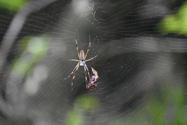 Spider catches prey in its web ff