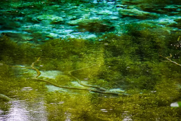 Piękna Przyroda Rainbow Springs State Park Dunnellon Usa — Zdjęcie stockowe