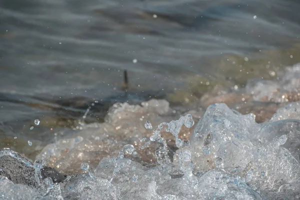 Stingray Láz Tehénorr Sugarak Sanibel Szigeten Floridában — Stock Fotó