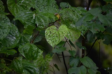 Ormanda büyük bir kalp yaprağına yağmur yağıyor.