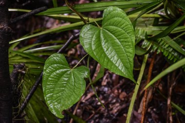 Ormanda büyük bir kalp yaprağına yağmur yağıyor.