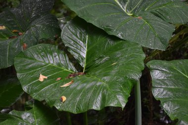 Ormanda büyük bir kalp yaprağına yağmur yağıyor.