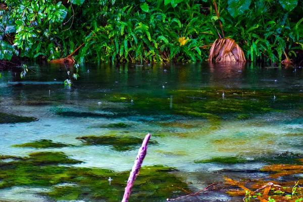 Bella Natura Rainbow Springs State Park Dunnellon Usa — Foto Stock