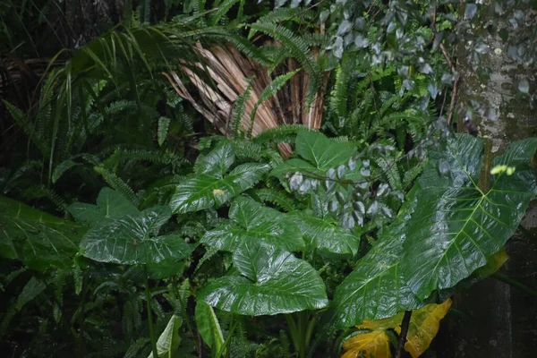 Chuva Uma Grande Folha Coração Selva — Fotografia de Stock