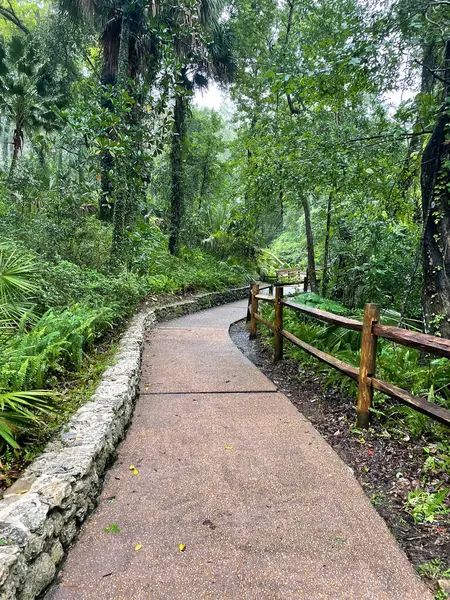 Sendero Húmedo Través Del Bosque Parque Florida —  Fotos de Stock