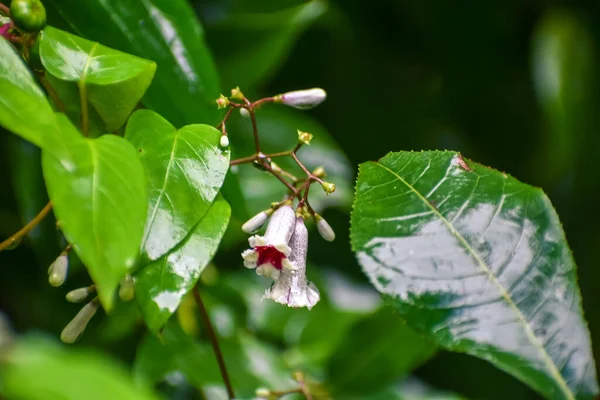 Stinktier Ziemlich Zarte Glockenblumen Alias Paederia Foetida — Stockfoto