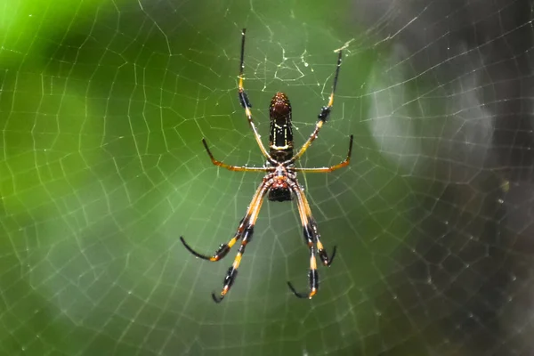 Araña Seda Dorada También Conocida Como Trichonephila Clavipes Construyendo Una —  Fotos de Stock