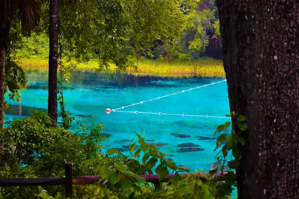 美しい自然公園でRainbow Springs State Park Dunnellon Usa — ストック写真