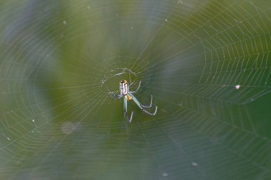 Mabel Orbweaver örümceği