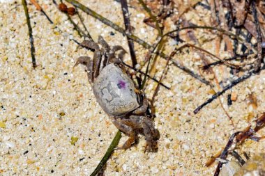 Erkek Kum Kemancısı Yengeci nam-ı diğer Uca pugilato Napoli sahilinde
