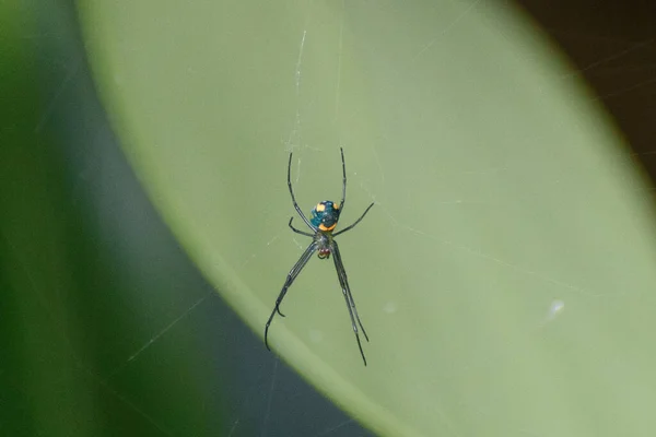 Mabel Orchard Orbweaver Spider —  Fotos de Stock