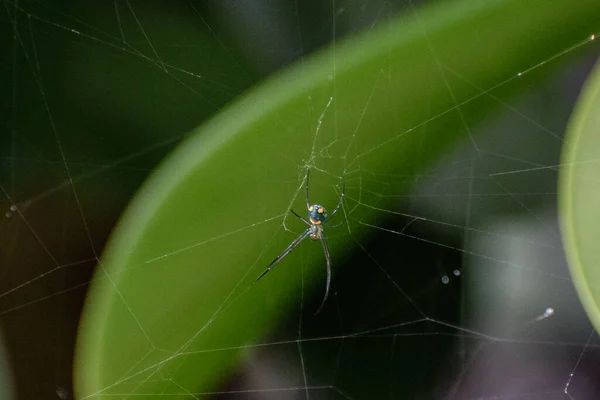 Mabel Orbweaver Örümceği — Stok fotoğraf