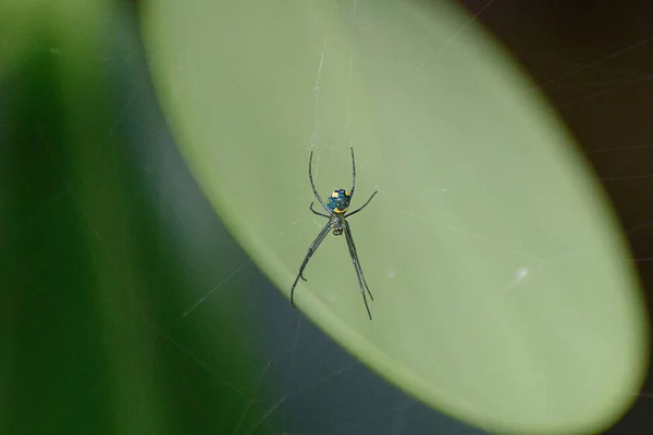 Mabel Orbweaver Örümceği — Stok fotoğraf