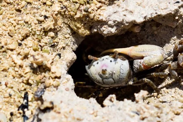 Männliche Sandgeiger Krabbe Alias Uca Pugilato Strand Von Neapel — Stockfoto