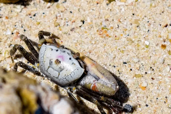 那不勒斯海滩上的雄性沙蟹 又名Uca Pugilato — 图库照片